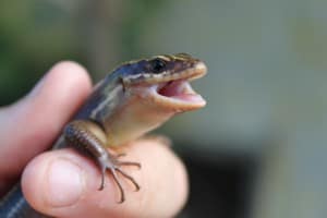 Salamander hissing at repetitive words and phrases in writing