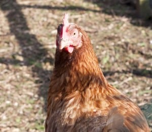 Chickens are in several idioms inspired by farm life. 