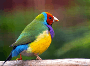 Photo of colorful finch reminds us of the various areas FINCH goals need to cover.