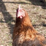 Chickens are in several idioms inspired by farm life. Image of chicken staring at you.